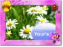 Ecard greeting 4