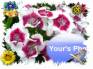 Ecard greeting 1