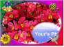 Ecard greeting 15