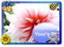 Ecard greeting 4