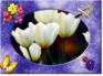 Ecard greeting 5