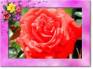 Ecard greeting 7