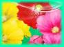 Ecard greeting 4