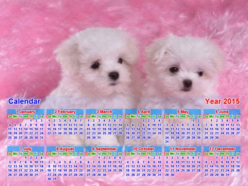 calendar picture dog